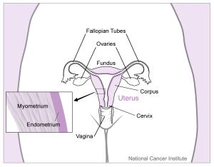 The uterus and nearby organs in the female reproductive tract (ovaries, fallopian tubes, cervix, and vagina). An inset provides a close-up view of the layers of the tissue in the uterus (myometrium and endometrium).