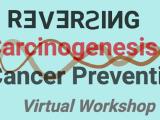 Reversing Carcinogenesis Workshop Banner